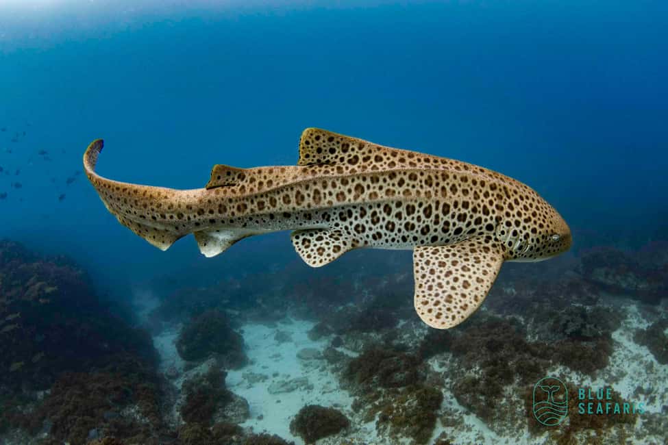 image n.10 of Byron Bay: Snorkelling Tour of Julian Rocks "Nuthungulli" activity in Byron Bay, uploaded by supplier