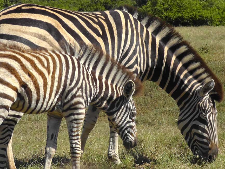 image n.22 of Port Elizabeth:2-Day Schotia Safaris & Addo Wildlife Reserve activity in Eastern Cape, uploaded by supplier