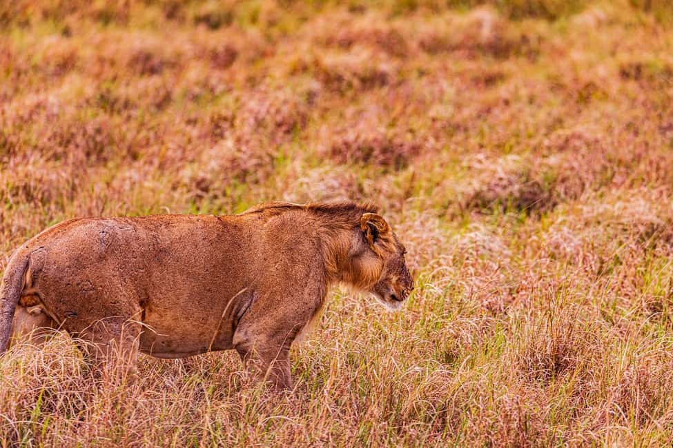 Image N°35 de Au départ de Nairobi : Safari en groupe de 3 jours et 2 nuits dans le Maasai Mara activité à Province centrale du Kenya, publiée par le prestataire
