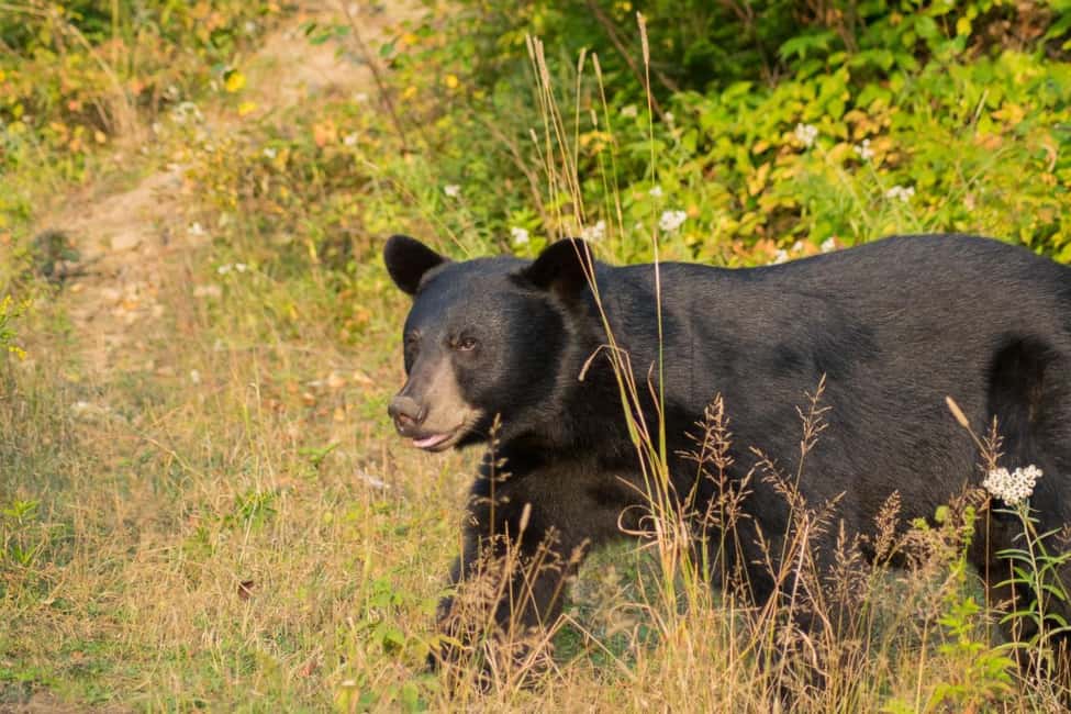 Image N°3 de 15 min. Tadoussac : Observation de l'ours noir avec un guide expert activité à Saguenay, publiée par le prestataire