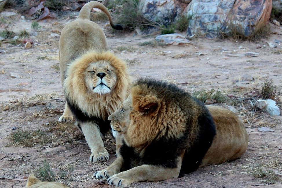 サプライヤーによってアップロードされた、ケープタウンのケープタウン発：アクイラ動物保護区サファリ ツアー（昼食付き）の画像#3