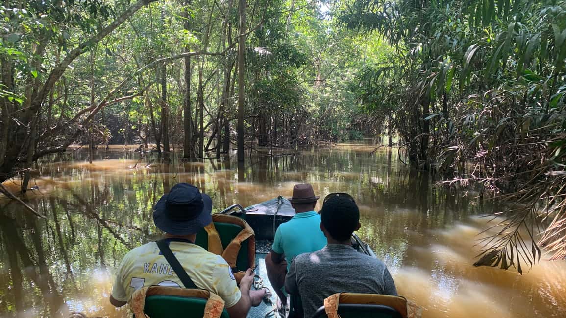 imagen n.º 11 de Amazonas: Paseo en barco con un amazónico local actividad en Manaos, subida por el proveedor