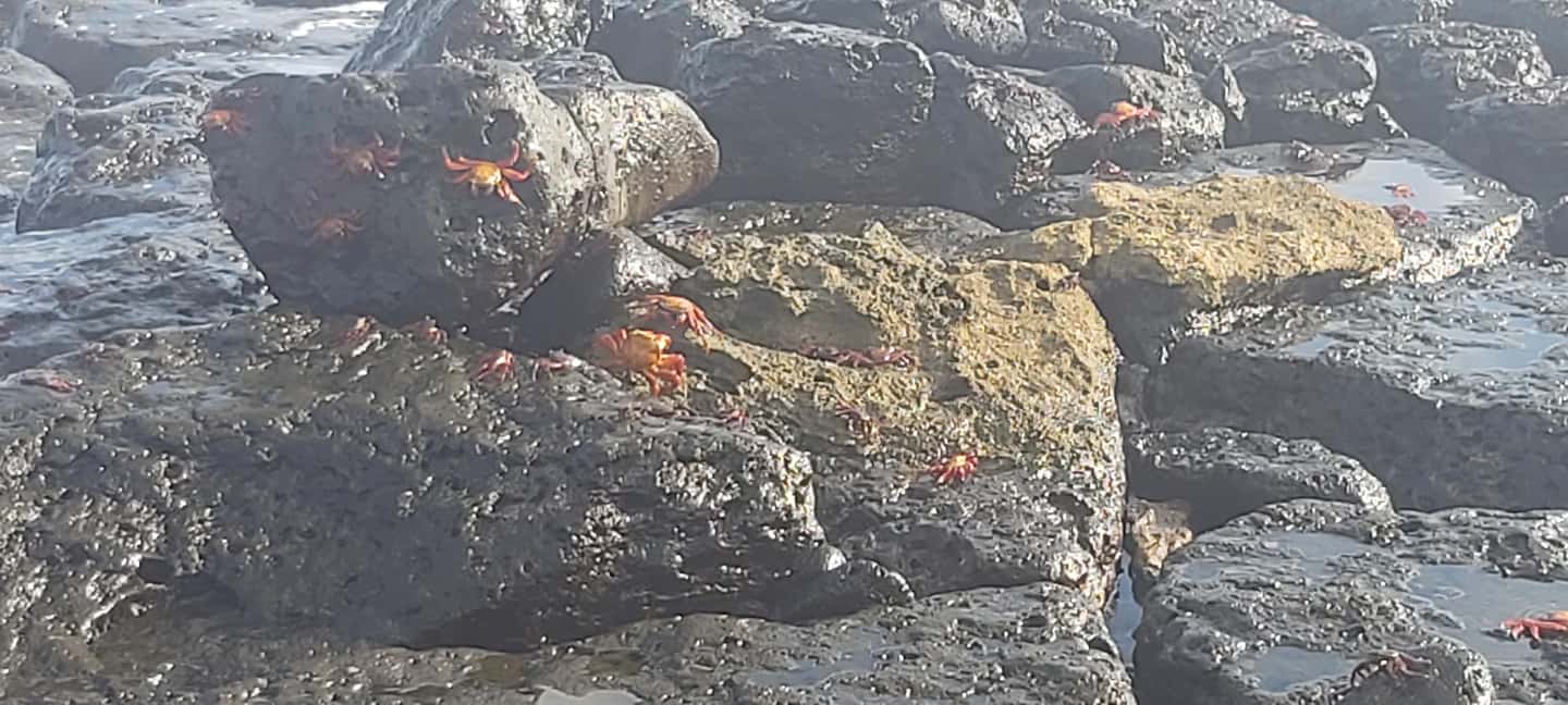 image n.13 of Half Day Bay Tour in Santa Cruz Island activity in Puerto Ayora, uploaded by supplier