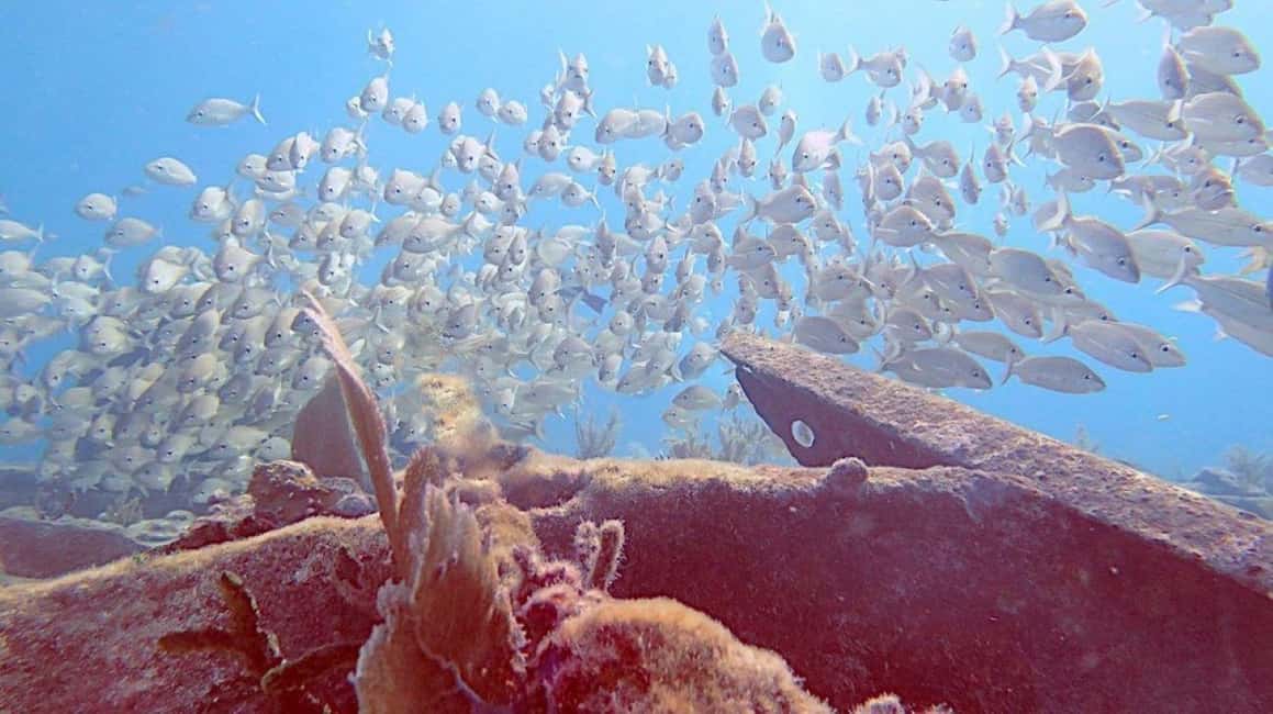 image n.4 of Key Largo: Molasses Reef Snorkeling Trip activity in Florida, uploaded by supplier