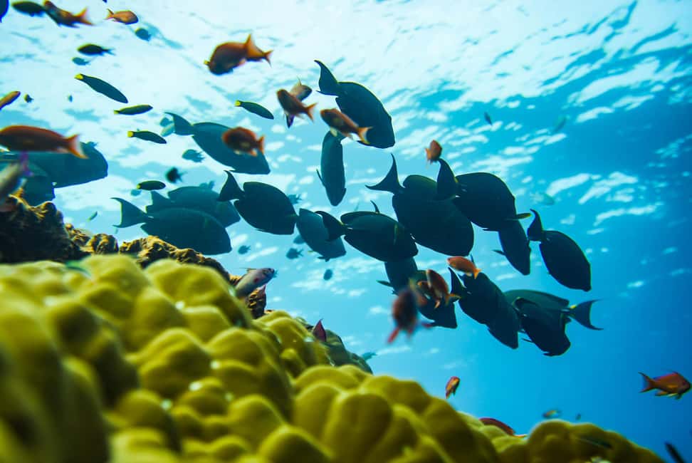 imagem n.32 de Bali: Nusa Penida Speedboat Trip com Snorkeling e Tour atividade em Bali, carregada pelo fornecedor