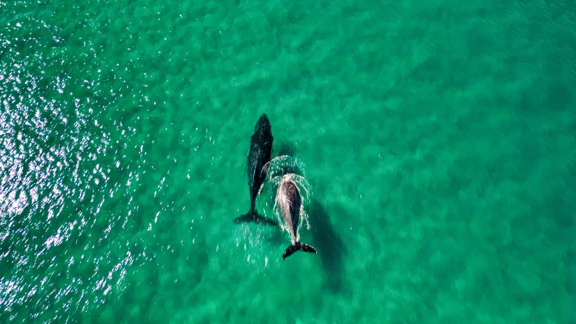Image N°4 de Observation des baleines en kayak de mer + aventure sur la Great Beach Drive activité à Région de Gympie, publiée par le prestataire