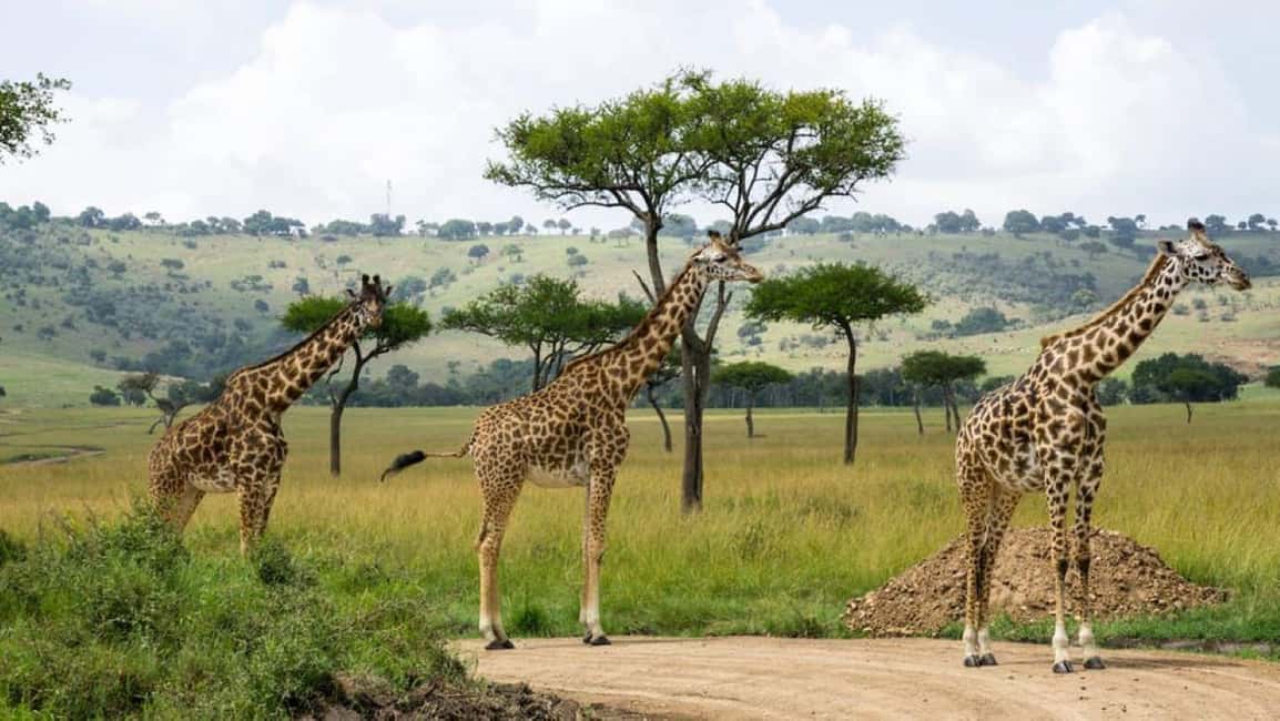 image n.42 of From Nairobi:Full Day Tour to Hell’s Gate National Park activity in Nakuru, uploaded by supplier