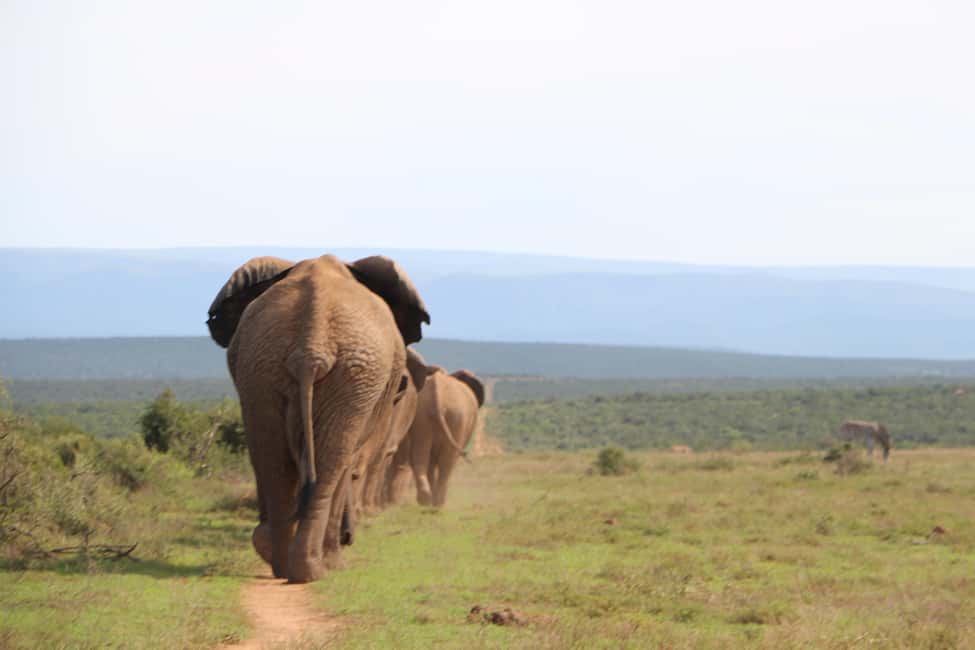 image n.13 of Addo Elephant National Park Game Drive Day Tour With Lunch activity in Eastern Cape, uploaded by supplier