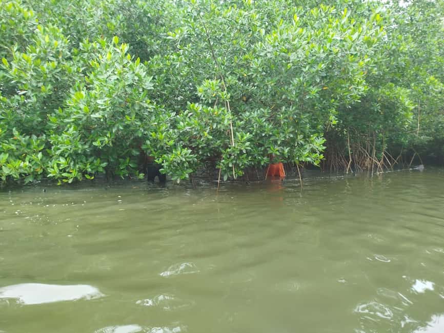image n.82 of Cartagena: Private Sail in the mangrove GUIDE in ENGLISH activity in Cartagena, uploaded by supplier