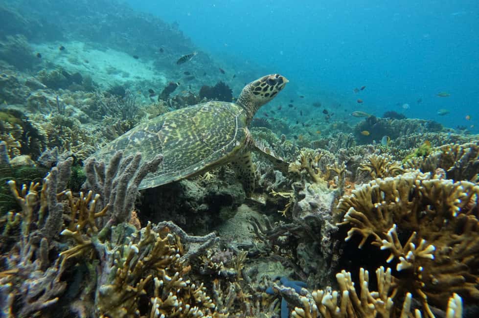 afbeelding n.8 van Privétour snorkelen Gili Gede, GIli Asahan, Gili Goleng activiteit in West-Nusa Tenggara, geüpload door aanbieder