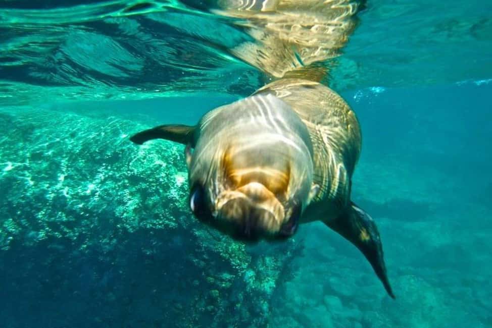 image n.4 of From La Paz: Espiritu Santo Island Adventure activity in Baja California Sur, uploaded by supplier