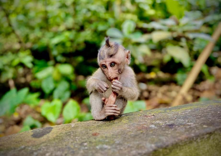 image n.2 of Ubud: Sacred Monkey Forest Sanctuary Ticket and Guided Tour activity in Ubud, uploaded by supplier