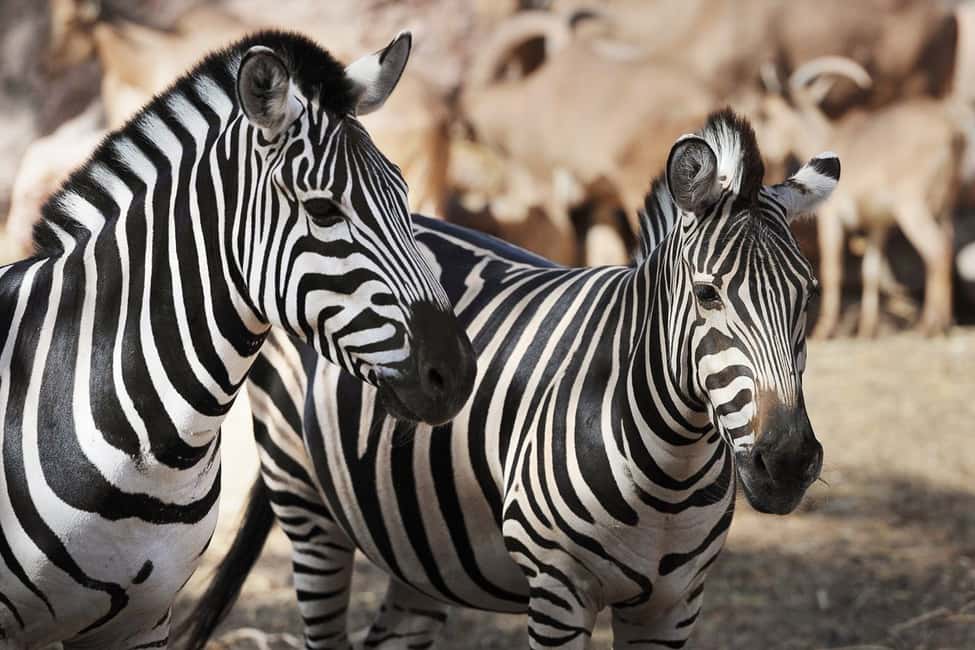 image n.2 of Fuerteventura: Oasis Wildlife Entry Ticket activity in La Lajita, uploaded by supplier