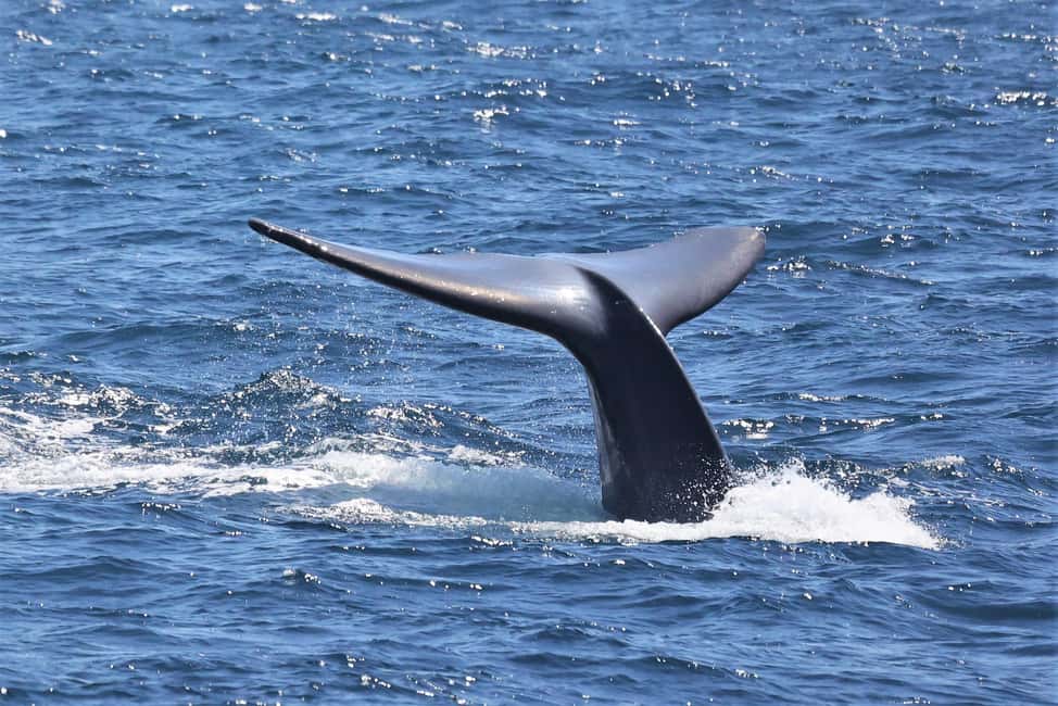 image n.1 of San Diego: Whale Watching Cruise activity in San Diego, uploaded by supplier