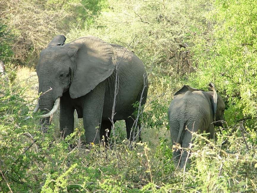 Image N°21 de Arusha : Safari en camping de plusieurs jours au Serengeti et au Ngorongoro activité à Région d'Arusha, publiée par le prestataire
