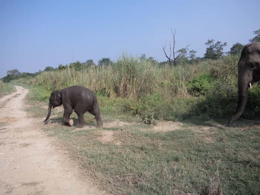 image n.15 of From Kathmandu/Pokhara: 3 Day All-Inclusive Chitwan Safari activity in Pashchimanchal, Western Region, uploaded by supplier