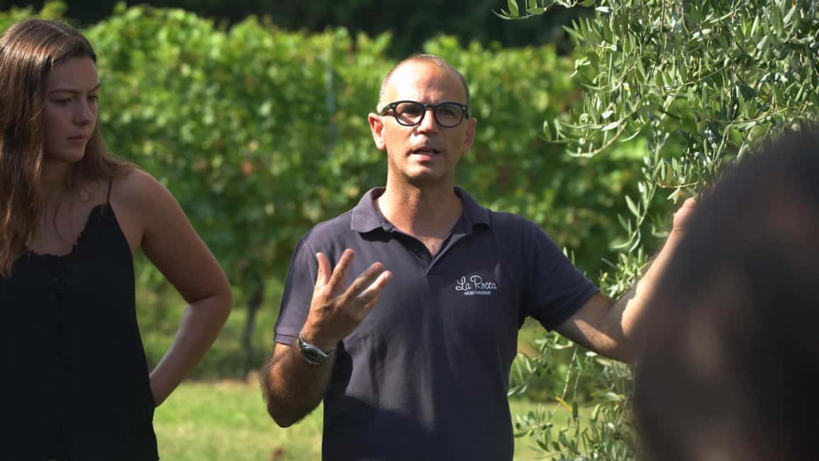 image n.5 of Bardolino: Vineyard Tour with Wine, Olive Oil & Food Tasting activity in Lombardy, uploaded by supplier