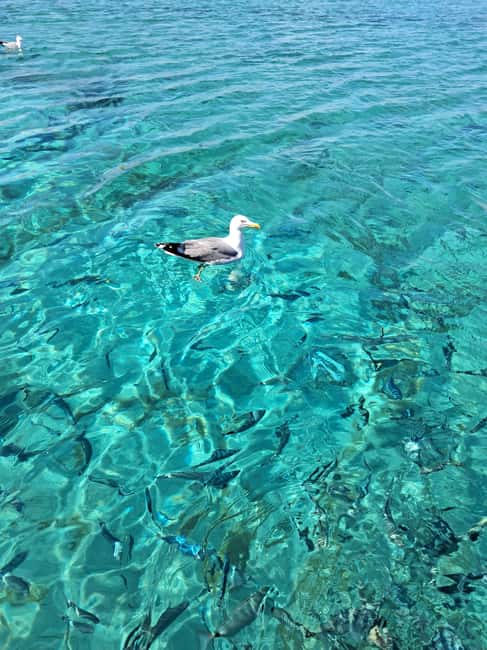 Bild Nr. 8 von Porto-Vecchio : Entdecke die Natur auf den Lavezzi-Inseln Aktivität in Porto-Vecchio, hochgeladen vom Anbieter