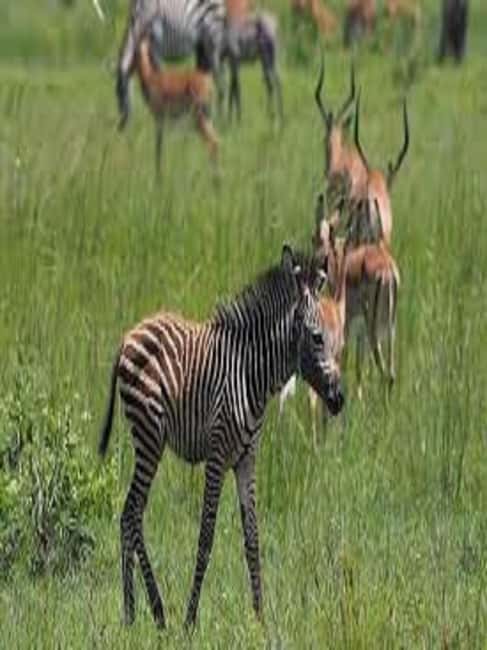 Image N°10 de Voyage d'une journée en Tanzanie - Safari de grande envergure - Aventures de faune et de flore activité à Région d'Arusha, publiée par le prestataire