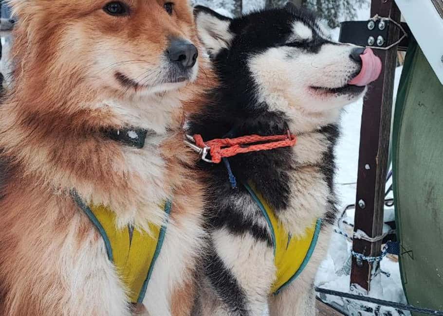 billede nr.5 af aktiviteten Kombinationstur\Husky og rensdyrslædetur i Levi i Lapland, uploadet af udbyder
