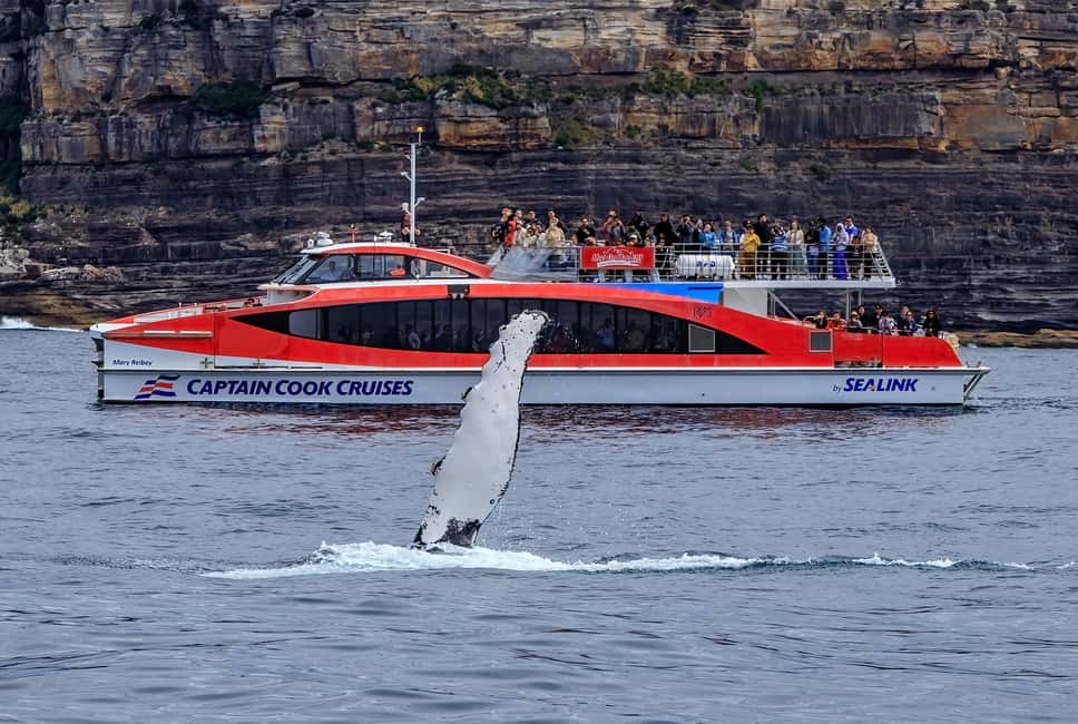image n.9 of Sydney: Whale Watching Cruise & Wildlife Experience activity in Sydney, uploaded by supplier