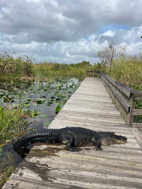 image n.10 of Miami: Everglades Full-Day Tour with 2 Boat Trips and Lunch activity in Florida, uploaded by supplier