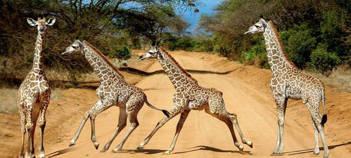 image n.41 of 2-Days Wildlife Safari to Tsavo East & Tsavo West Park activity in Coast Province, uploaded by supplier