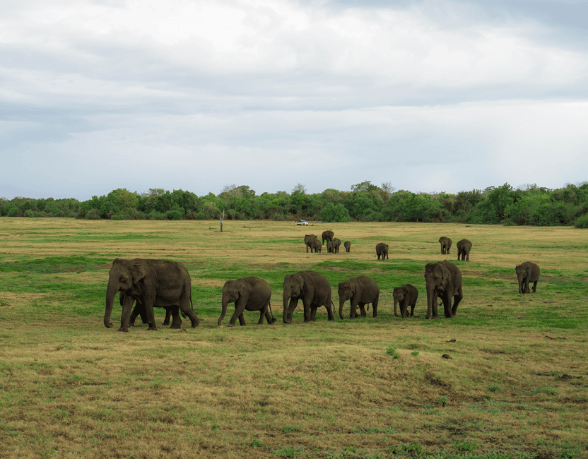 image n.16 of Kaudulla National Park Half Day Sri Lanka Jeep Safari activity in North Central Province, uploaded by supplier