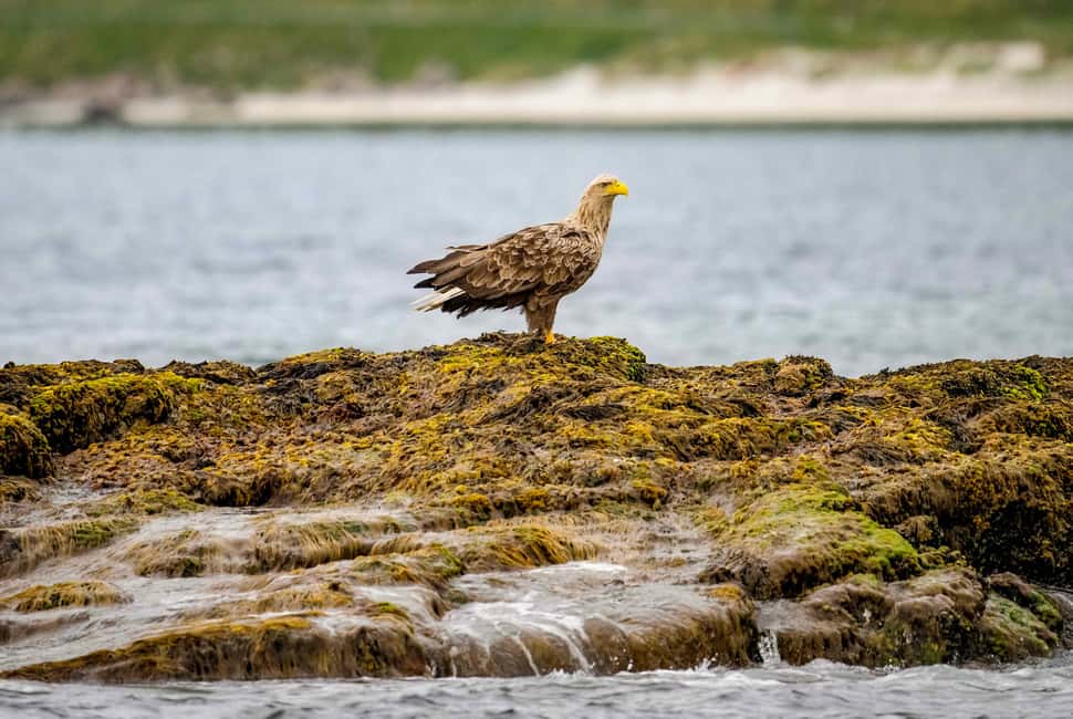 image n.18 of Bleik: Whale Watching by Speedboat with Puffins and Muffins activity in Nordland County, uploaded by supplier