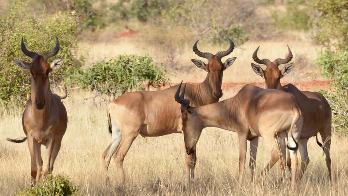 image n.84 of 2-Days Wildlife Safari to Tsavo East & Tsavo West Park activity in Coast Province, uploaded by supplier