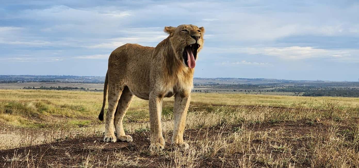image n.2 of Nairobi National Park, Elephant Orphanage & Giraffe Centre activity in Nairobi, uploaded by supplier