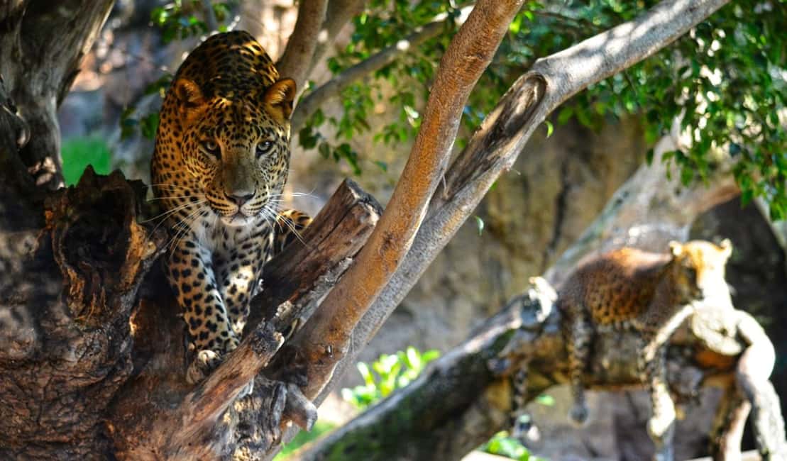 image n.13 of Valencia: Bioparc Valencia Admission Ticket activity in Valencia, uploaded by supplier