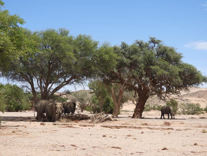image n.3 of Elephant Adventure with Herson - a native of Damaraland activity in Kunene Region, uploaded by supplier