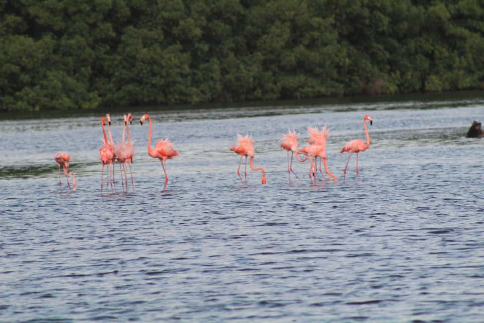 image n.14 of Caroni: Bird Sanctuary Wildlife Swamp Tour activity in San Juan-Laventille, uploaded by supplier
