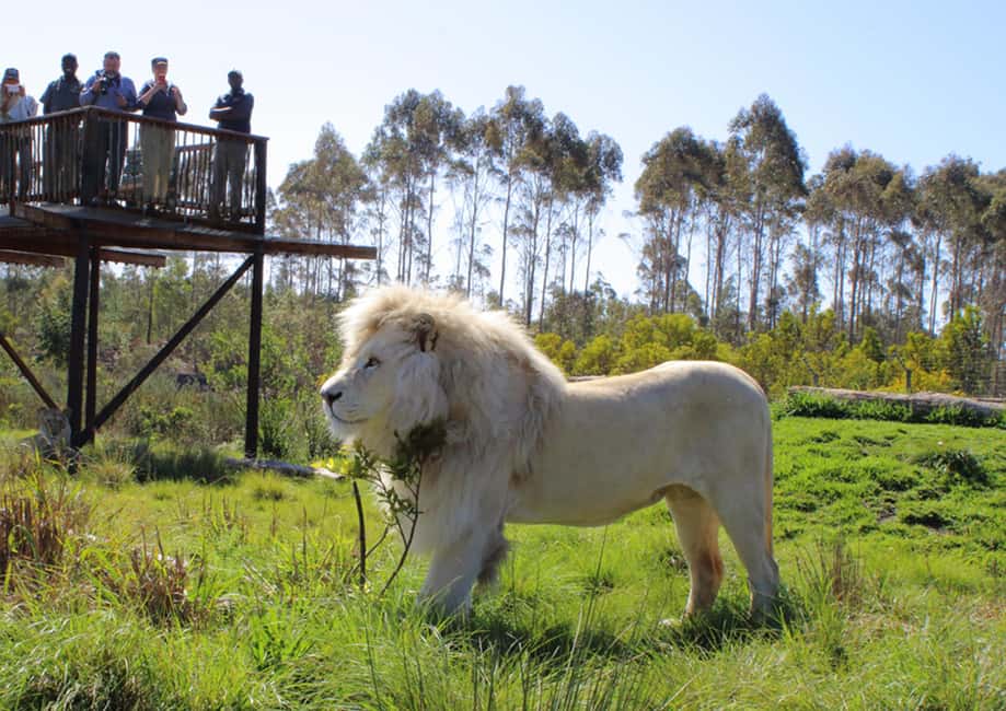 image n.2 of Plettenberg Bay: Wild Cat and Wildlife Guided Tour activity in Plettenberg Bay, uploaded by supplier