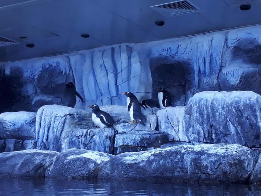 image n.9 of Istanbul: Aquarium Ticket with Shuttle Bus from Sultanahmet activity in Istanbul, uploaded by supplier