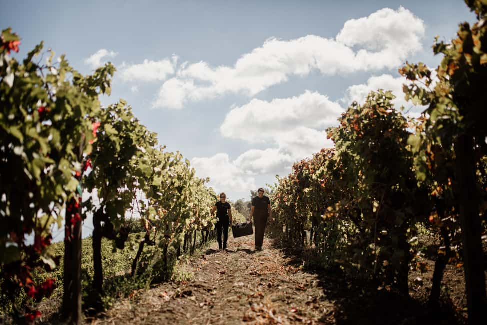 image n.4 of Mount Etna: Winery Tour and Tasting activity in Catania, uploaded by supplier