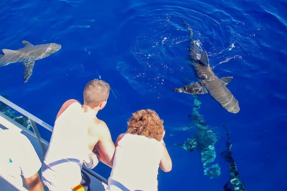 image n.8 of Oahu: Shark Cage Dive on the North Shore activity in Honolulu, uploaded by supplier