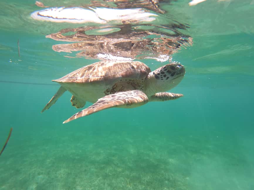 image n.3 of Akumal: Guided Turtle Snorkeling Tour and pictures activity in Akumal, uploaded by supplier