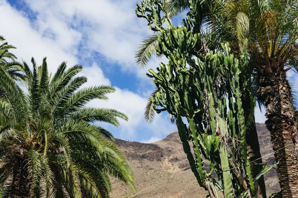 image n.9 of Gran Canaria: Camel Ride Safari w/ Optional Food & Transport activity in San Bartolomé de Tirajana, uploaded by supplier