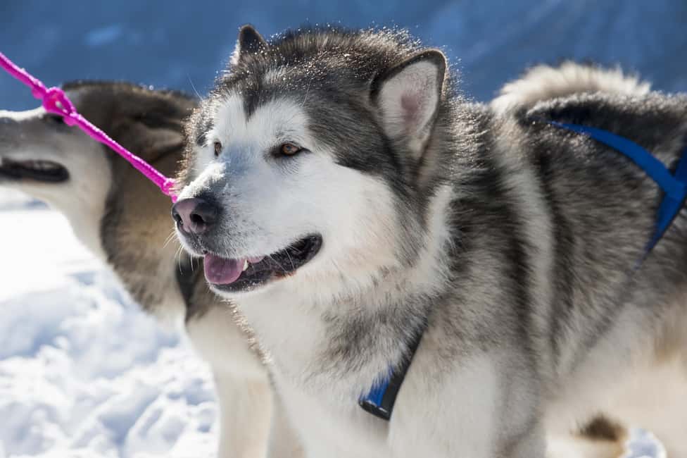billede nr.6 af aktiviteten Levi: 2 km spændende tur med hundeslæde i Sirkka, uploadet af udbyder