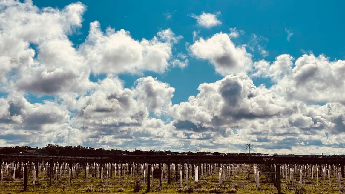 imagen n.º 100 de Desde Adelaida: Hahndorf y Valle de Barossa con almuerzo en bodega actividad en Nuriootpa, subida por el proveedor
