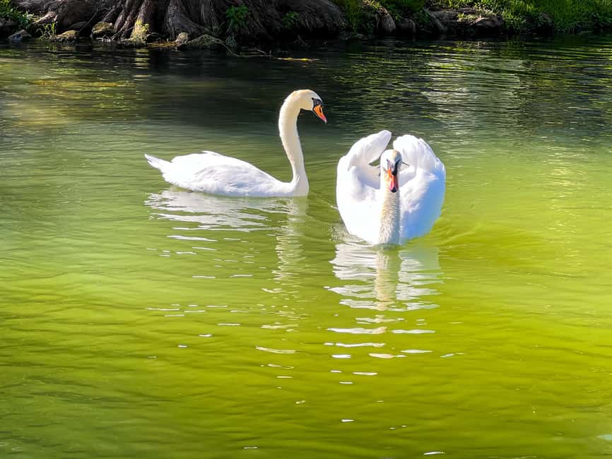 Bild Nr. 19 von Austin: Lake Austin Geführte Bootstour mit vollem Sonnenschutz Aktivität in Austin, hochgeladen vom Anbieter