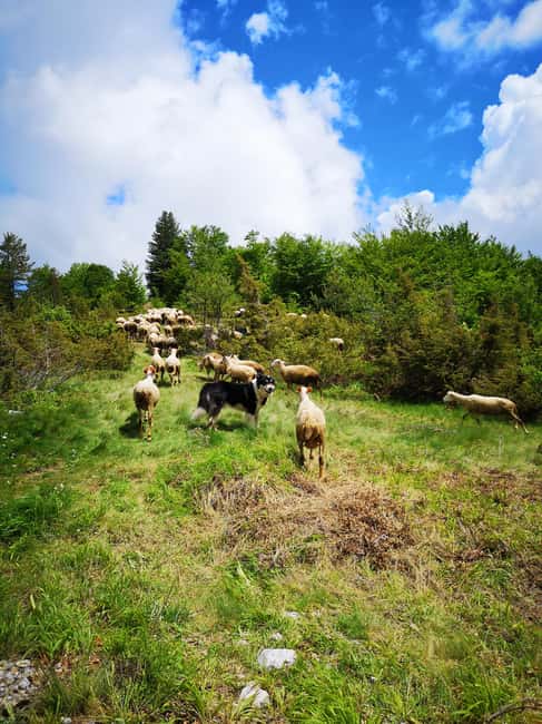 billede nr.4 af aktiviteten Galicica og Elsani: Makedonsk aften med Lale Tours i Den sydvestlige region, uploadet af udbyder
