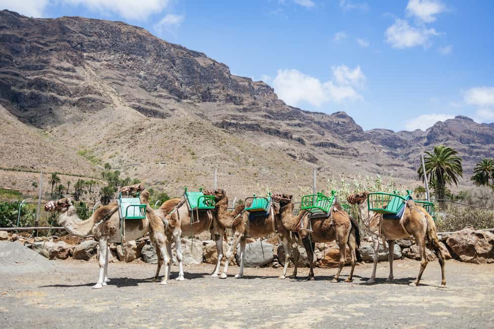 image n.14 of Gran Canaria: Camel Ride Safari w/ Optional Food & Transport activity in San Bartolomé de Tirajana, uploaded by supplier