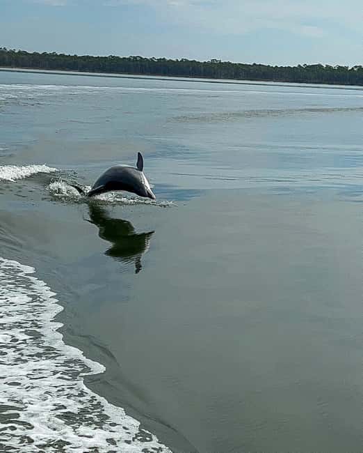 image n.3 of Orange Beach: Dolphin-Watching Eco-Boat Tour activity in Orange Beach, Alabama, uploaded by supplier