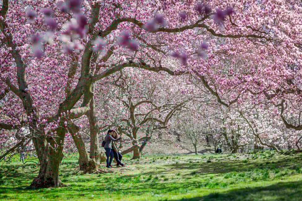 image n.14 of NYC: New York Botanical Garden Pass activity in New York City, uploaded by supplier