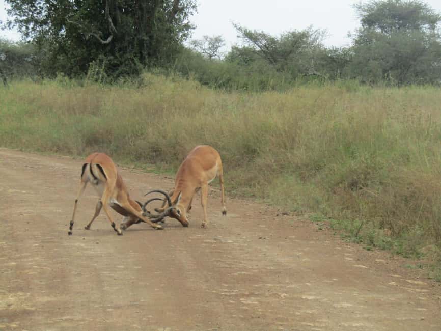 image n.21 of Nairobi: National Park & Optional Elephants & Giraffe Center activity in Nairobi, uploaded by supplier