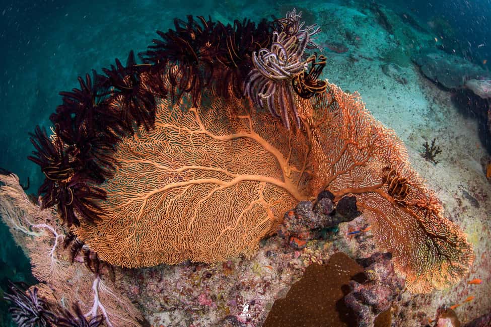 billede nr.4 af aktiviteten Fra Khao Lak: Dykkertur til Similan-øerne i Thailandbugten, uploadet af udbyder