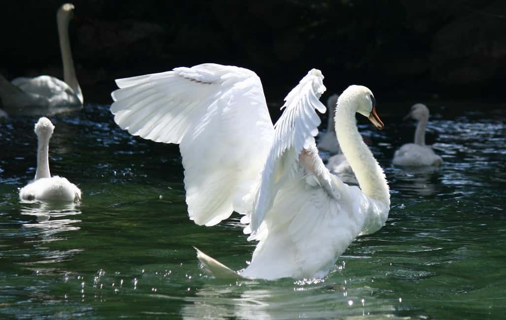 image n.3 of From Milan: Full-Day Discovering Garda Lake activity in Lombardy, uploaded by supplier